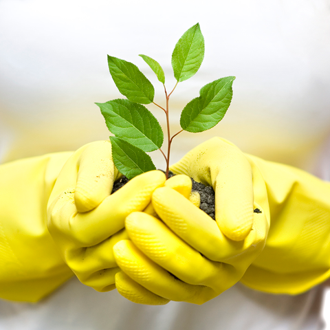 Plant a Plant Challenge