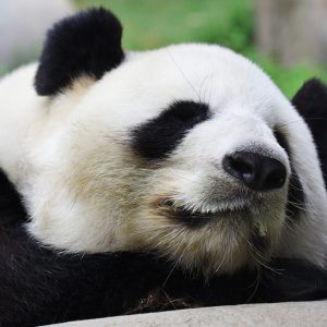 Interview with a Panda Bear