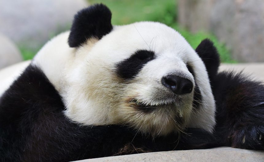 Interview with a Panda Bear