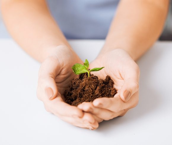 Plant Challenge