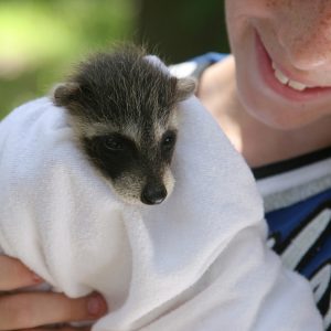 Forest Animals Rescue