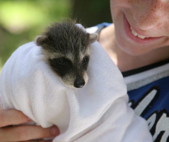 Forest Animals Rescue