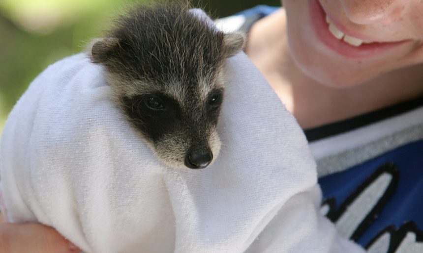 Forest Animals Rescue